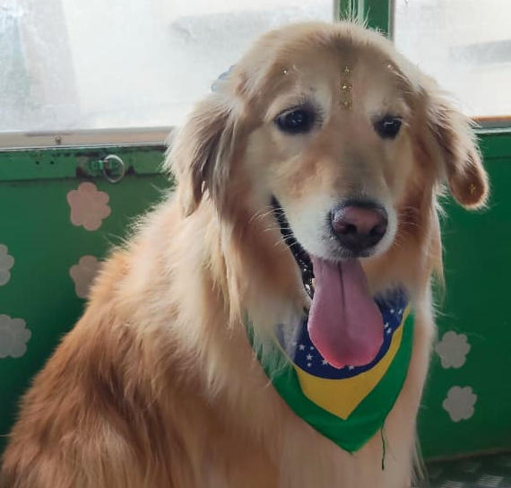 Pet Shower Truck - Atendimento Móvel
