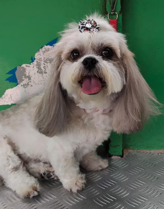 Pet Shower Truck - Banho e Tosa na porta da sua casa