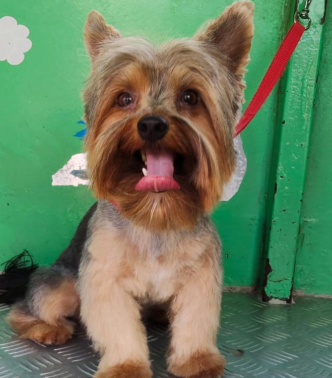 Pet Shower Truck - Atendimento com carinho