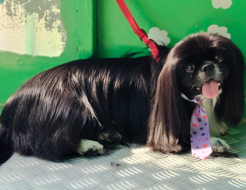Pet Shower Truck - Banho e Tosa móvel em Monte Mor