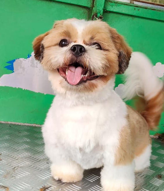 Pet Shower Truck - Atendimento personalizado para cães